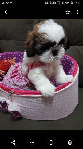 Shih Tzu linda fêmea micro ideal p Apto,parcelo