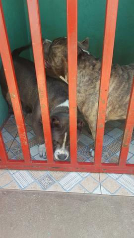 Vendo América bully