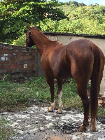Vendo Égua de esquerda