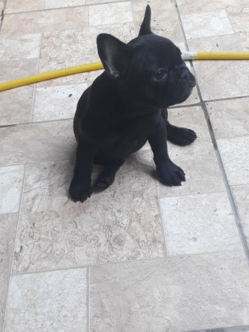 Bulldog frances