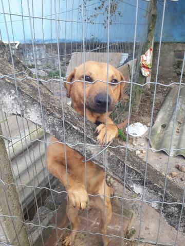 Doa-se Cachorro!