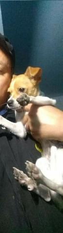 Doando cachorrinha porte pequeno