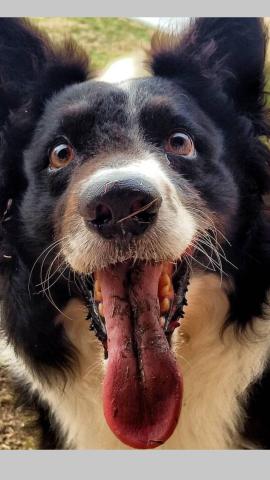 Doação Border Collie