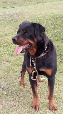 Rottweiler jovem