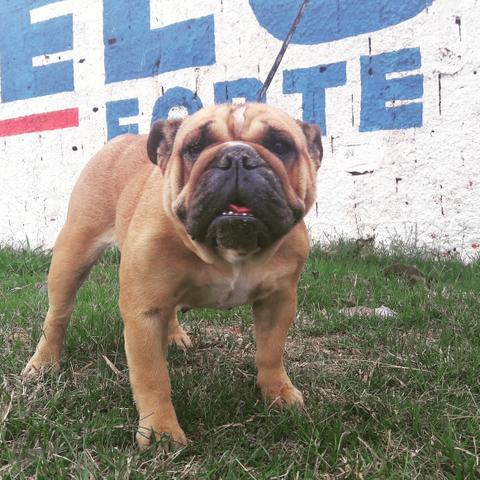 Buldogue fêmea,top!