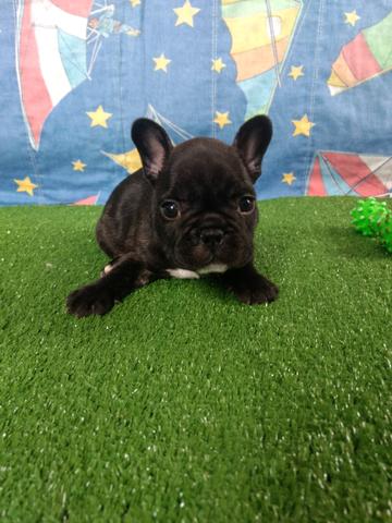 Bulldog Francês