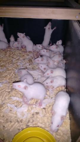 Lindos ratinhos (Twister)