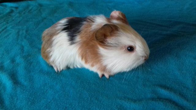 Porquinhos da india shelter