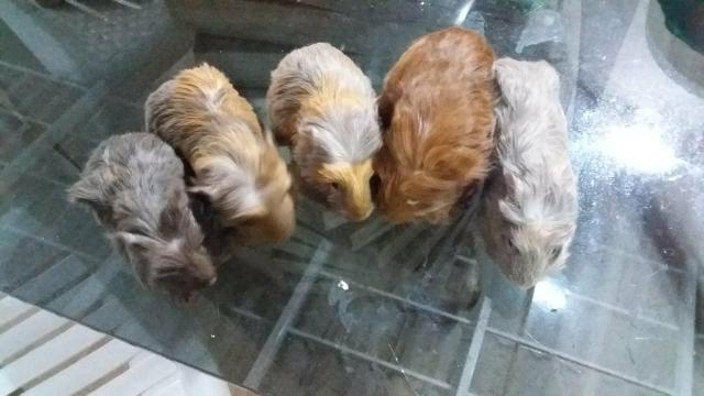 Porquinhos da Índia (prea)