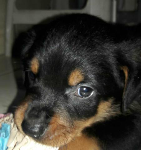 Rottweiler com pedigree fêmea 39 dias