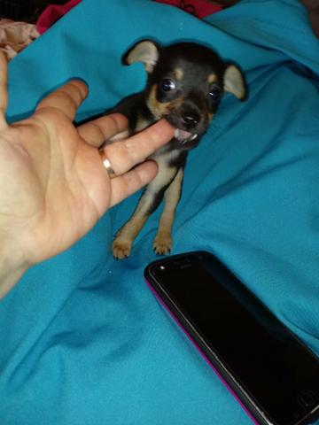 Ultimo machinho de pincher disponivel