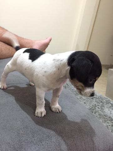 Doa se Fêmea Fox Paulistinha