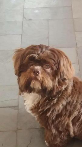 Lhasa Apso macho