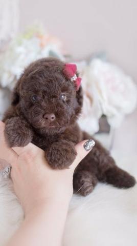 Poodle Micro toy Chocolate