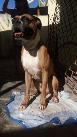 Procuro fêmea pra cruza