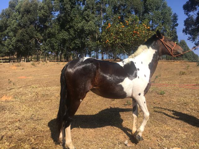 Égua Registrada Pampa, prenha de um magnífico cavalo