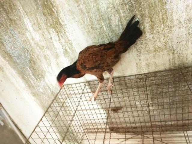 3 franguinhas por 60$