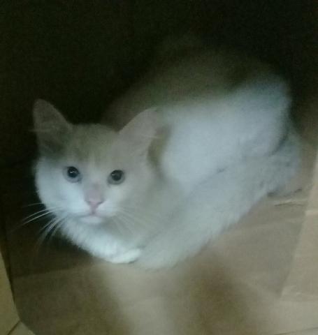 Doa-se lindo gatinho branco