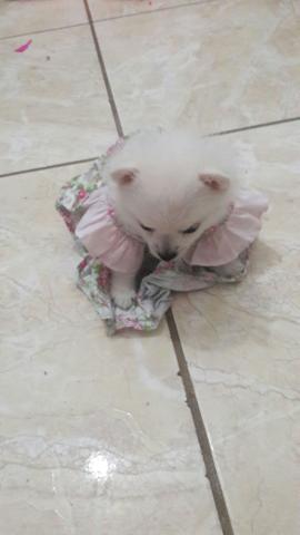 Lulu Pomerânia anão