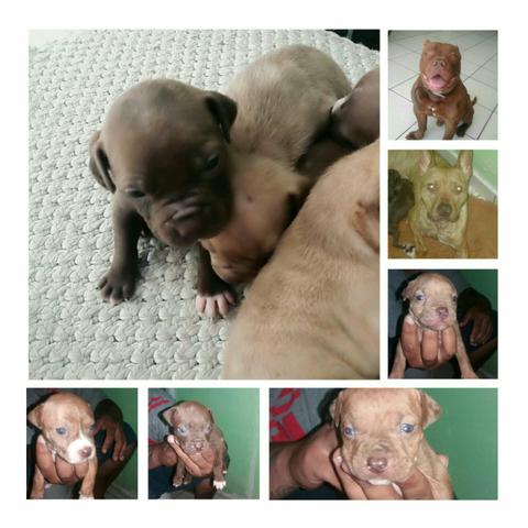 Red com América buly