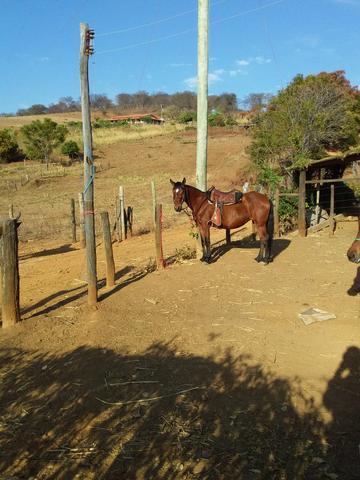 Vendo egua boa de sela