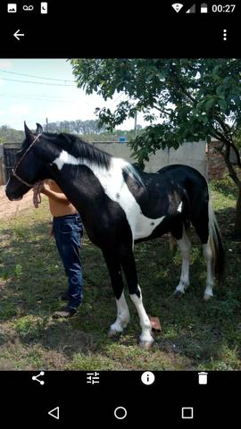 Cavalo Garanhão Potro Pampa de Preto