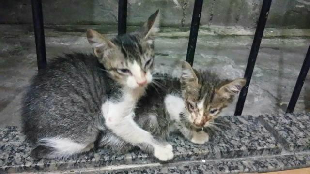 Doação de dois gatinhos