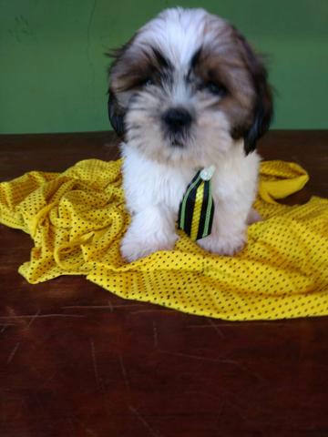 Shithzu pra hoje,urgente