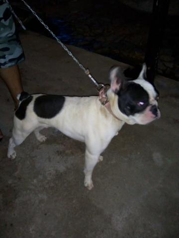 Torro Bulldog francês puro porém sem pedigree