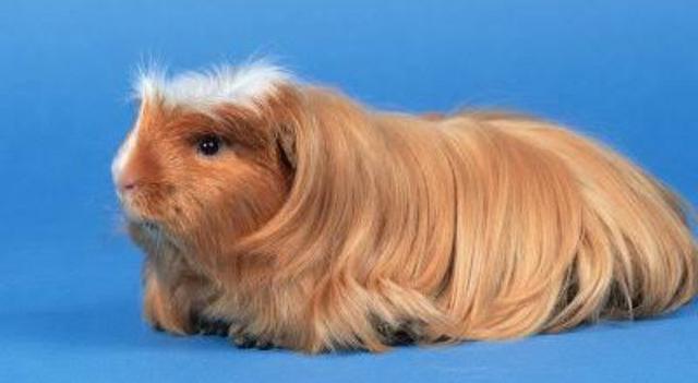 Vendo Porquinhos Da Índia