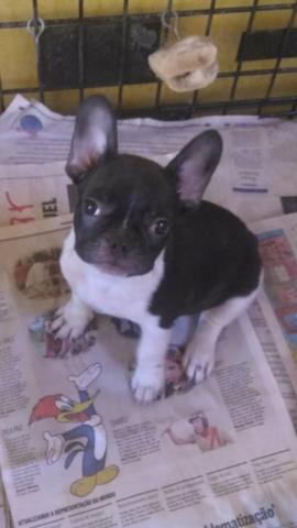 Bulldog francês choco gen (pai chocolate)10xs/j