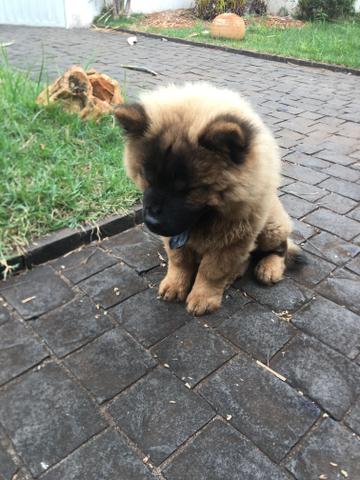Chow Chow macho 3 meses