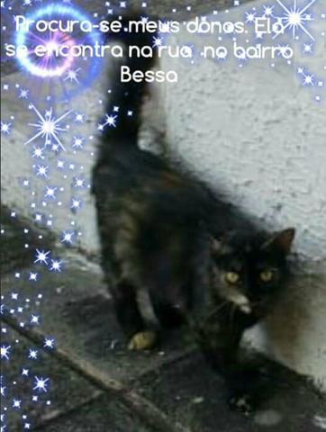 Gata peluda escaminha no Bessa