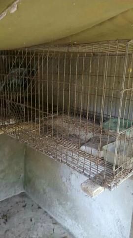 4 viveiros para coelhos