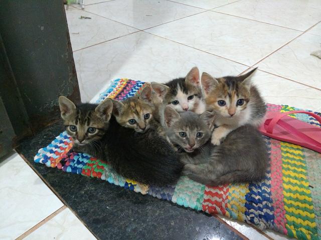 Doação de gatinhos