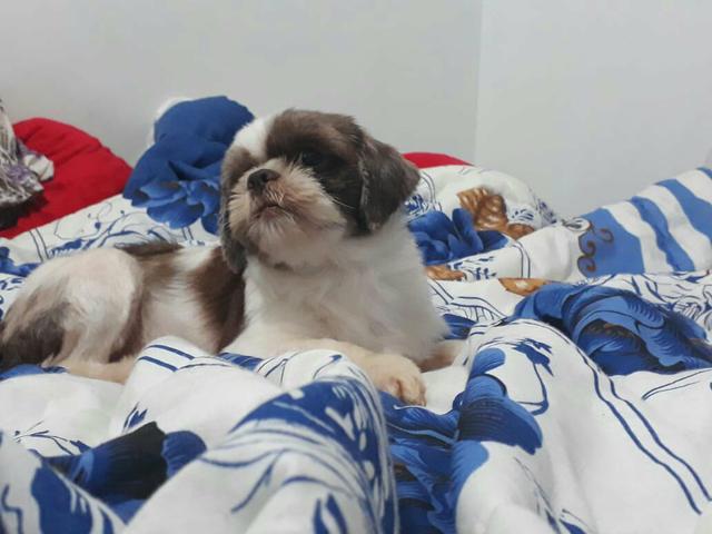 Fêmea de Shih-tzu no cio