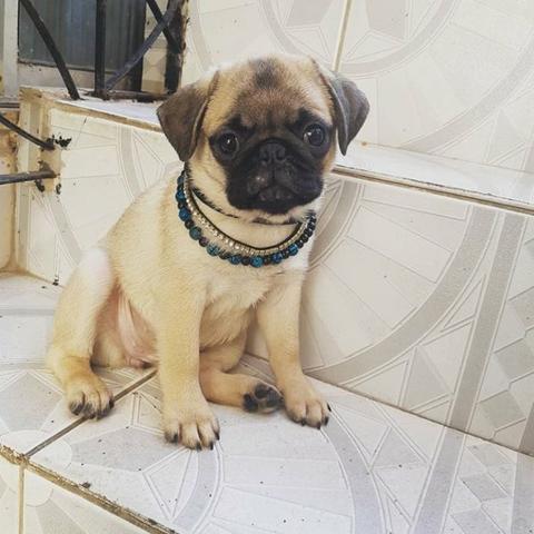 Linda femea pug!