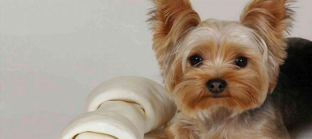Estamos Doando Yorkshire Terrier fêmea com 2 anos