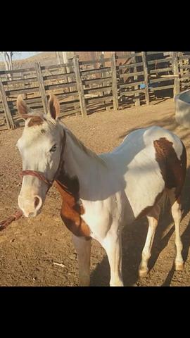 Potro paint horse puro