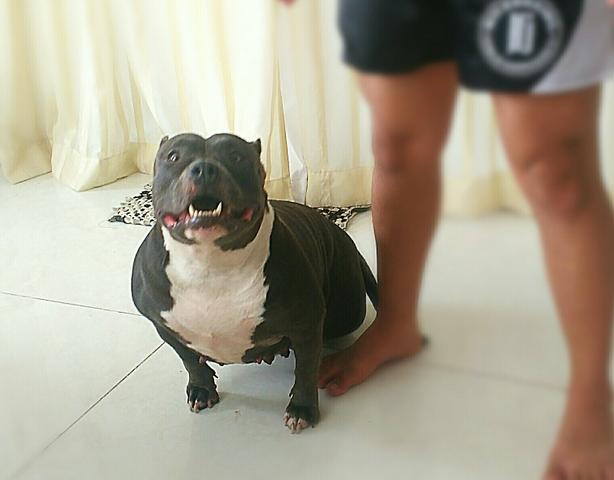 American Bully 10x sem juros