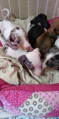 Basset arlequim miniatura Fêmea e Macho