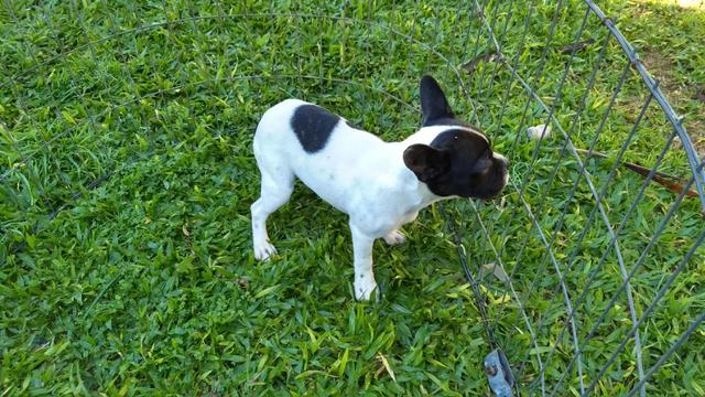 Bulldog Francês Macho Branco e Preto