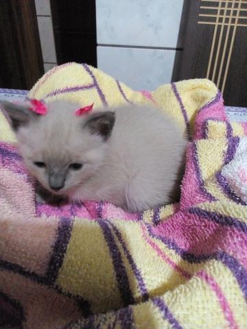 Linda fêmea de siamês!!! Parcelo no cartão!