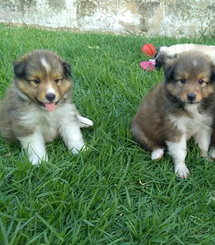 Pastor de shetland macho e fêmea