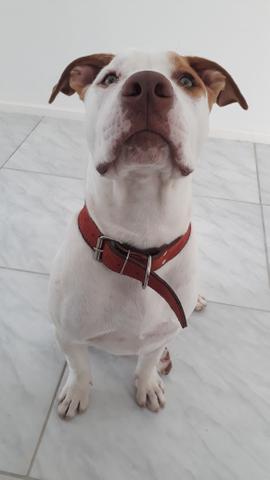 Red Nose Para Venda R$ 500 Aceito Também Xbox 360 Desbloqueado Com 2 Controles.