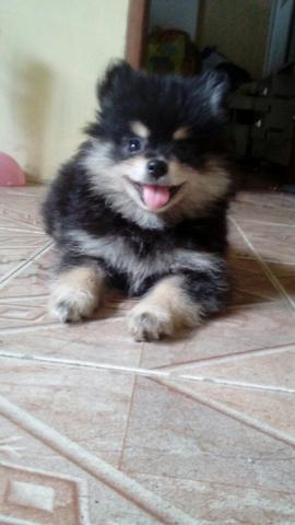 Spitz Alemão Anão Fêmea em PROMOÇÃO