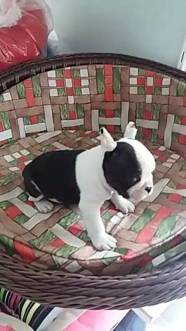 Bulldog francês macho