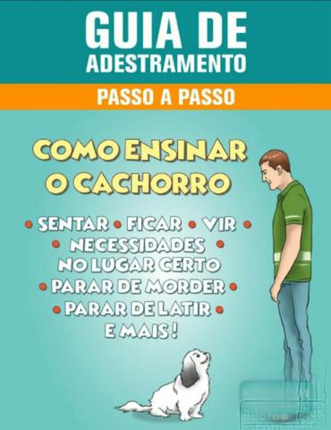 Guia adestramento de cães on-line