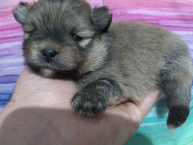 Spitz alemao anao / Lulu da Pomerânia