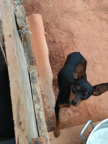 Vendo Pinscher n°1 macho e fêmea